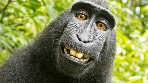 Selbstporträt eines Affen.
