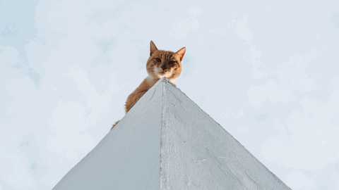 "Katzen und manche Väter haben sieben Leben". Eine rothaarige Katze sitzt auf einer Pyramide und schaut hinunter in die Kamera.