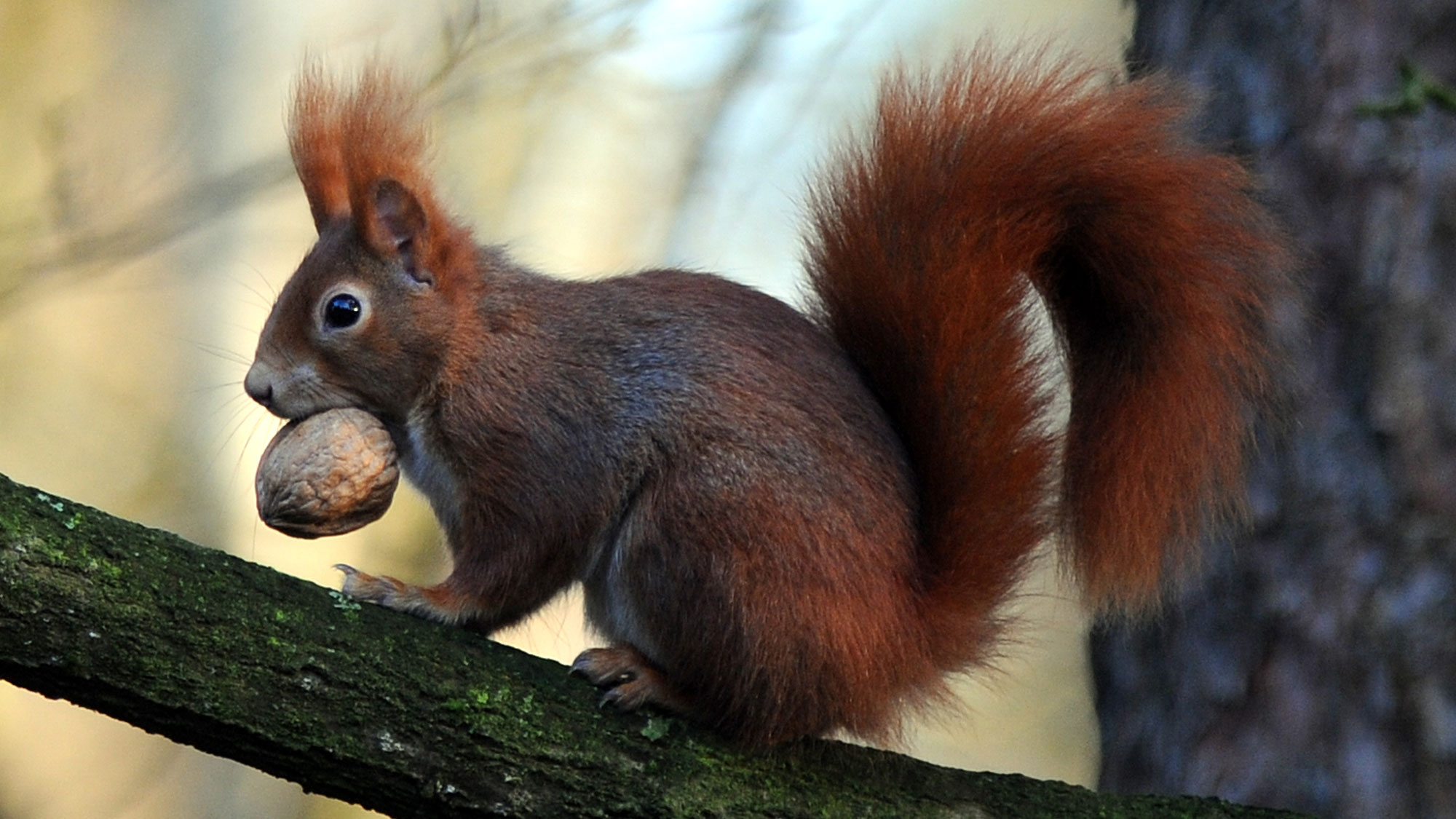 Infotag - Warum kann man Eichhörnchen nicht als Haustier halten