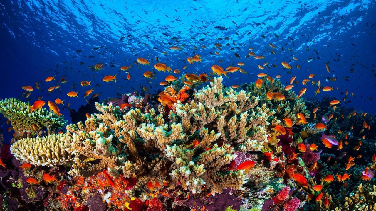 Sie sehen das "Great Barrier Reef" vor Australien. Dort schwimmen viele Fische, und man sieht bunte Algen.