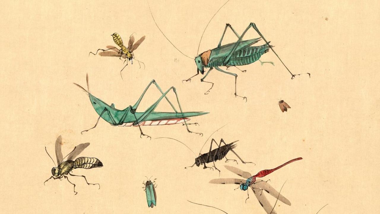 Historische Illustration von Insekten.