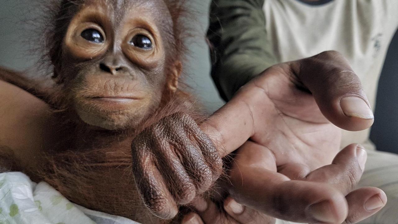 Auf diesem von der «Borneo Orangutan Survival Foundation» (BOS) herausgegebenen Foto hält ein vor kurzem gerettetes Orang-Utan Baby die Hand eines Pflegers im «Nyaru Menteng Orangutan Rehabilitation Center» in Kalimantan (Indonesien). Auf diesem von der «Borneo Orangutan Survival Foundation» (BOS) herausgegebenen Foto hält ein vor kurzem gerettetes Orang-Utan Baby die Hand eines Pflegers im «Nyaru Menteng Orangutan Rehabilitation Center» in Kalimantan (Indonesien).