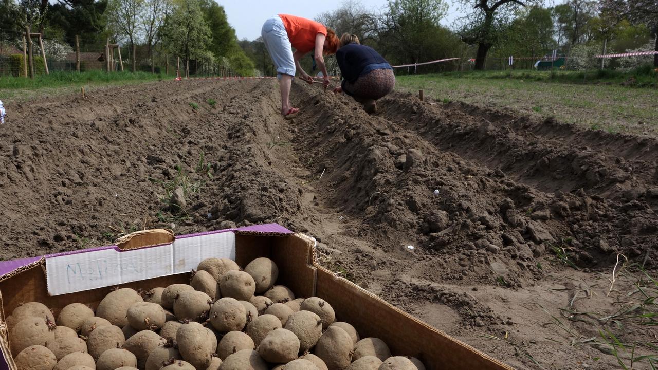 Kartoffelanbau auf dem 200 Quadratmeter großen "Weltacker" der Aktivisten der "Zukunftsstiftung Landwirtschaft" Kartoffelanbau auf dem 200 Quadratmeter großen "Weltacker" der Aktivisten der "Zukunftsstiftung Landwirtschaft"
