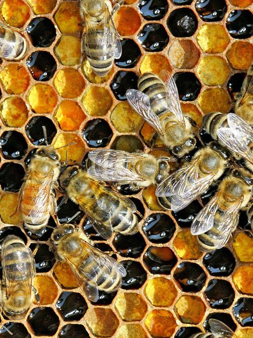 Eine Honigwabe mit Arbeitsbienen
