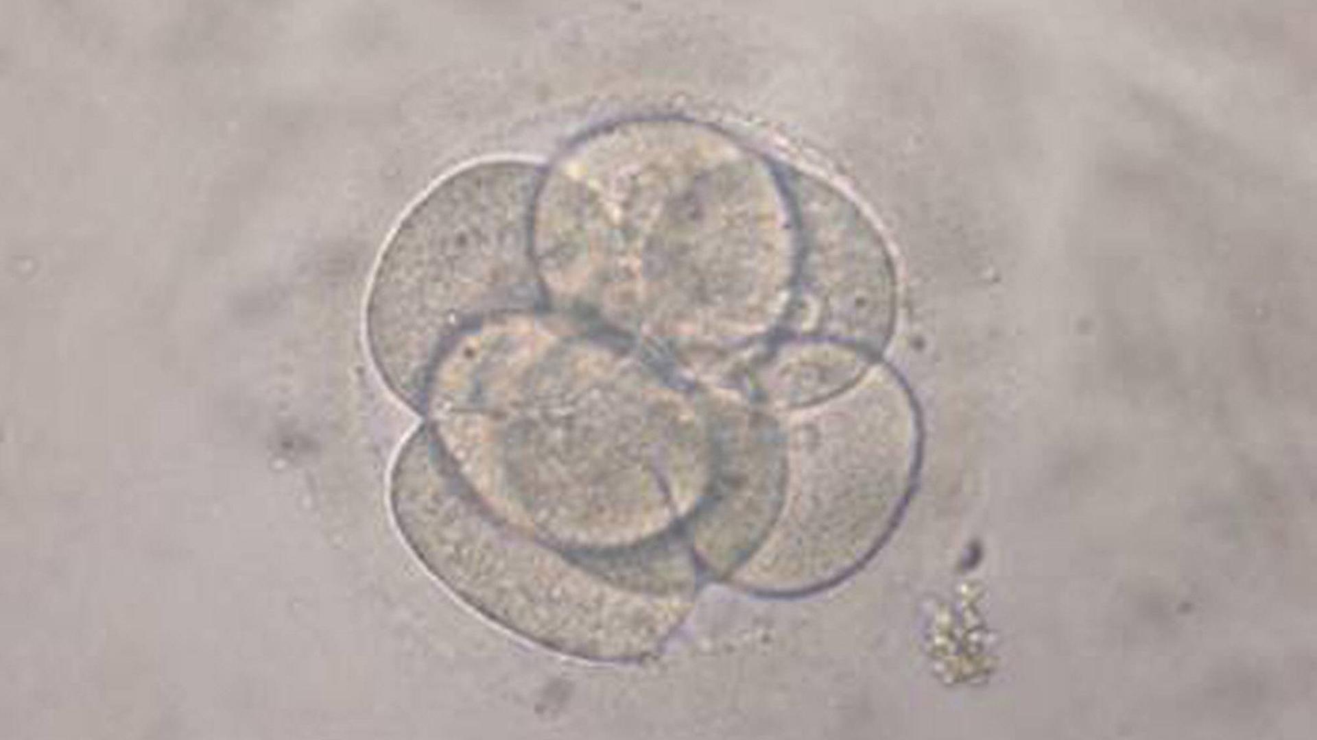 Mikroskopische Aufnahme einer Eizelle im Acht-Zellen-Stadium: Klon eines menschlichen Embryos Mikroskopische Aufnahme einer Eizelle im Acht-Zellen-Stadium: Klon eines menschlichen Embryos