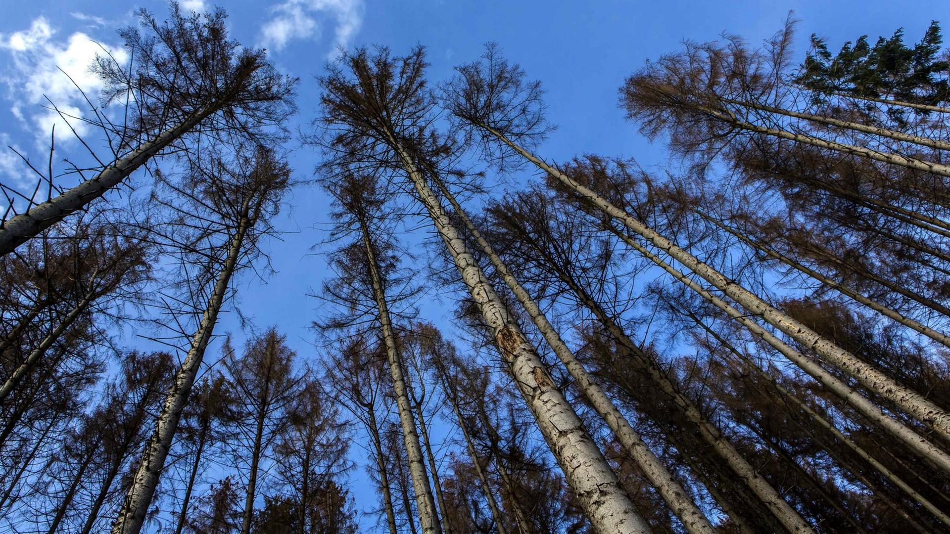 Vertrocknete und abgestorbene Fichten in einem Wald im Bergischen Land. Vertrocknete und abgestorbene Fichten in einem Wald im Bergischen Land.