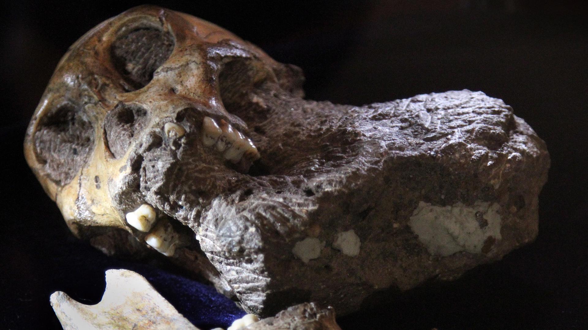 Das fossilierte Skelett eines Australopithecus sediba wurde im Jahr 2008 nördlich von Johannesburg (Südafrika) ausgegraben. Das fossilierte Skelett eines Australopithecus sediba wurde im Jahr 2008 nördlich von Johannesburg (Südafrika) ausgegraben.