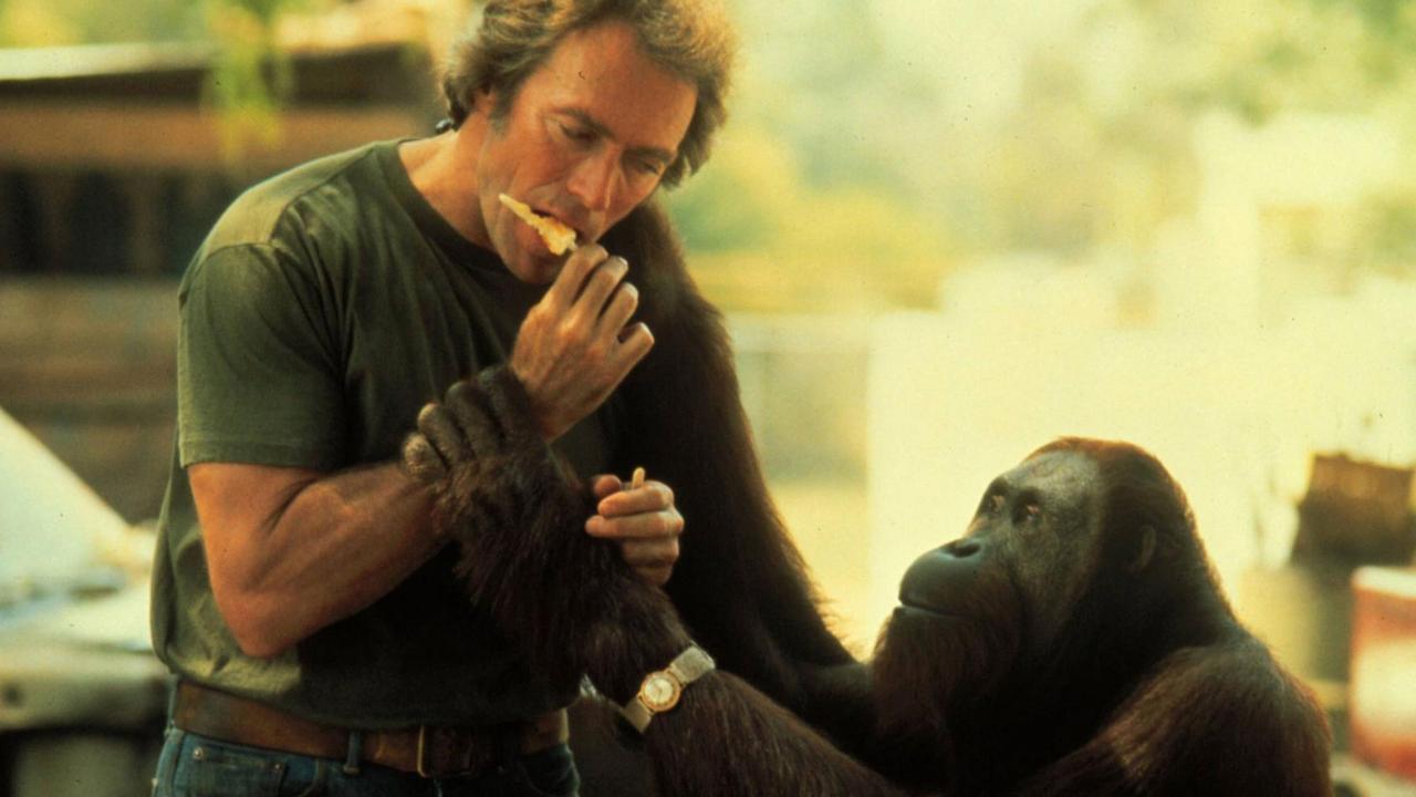 Der Schauspieler Clint Eastwood mit dem Orang-Utan Clyde Der Schauspieler Clint Eastwood mit dem Orang-Utan Clyde