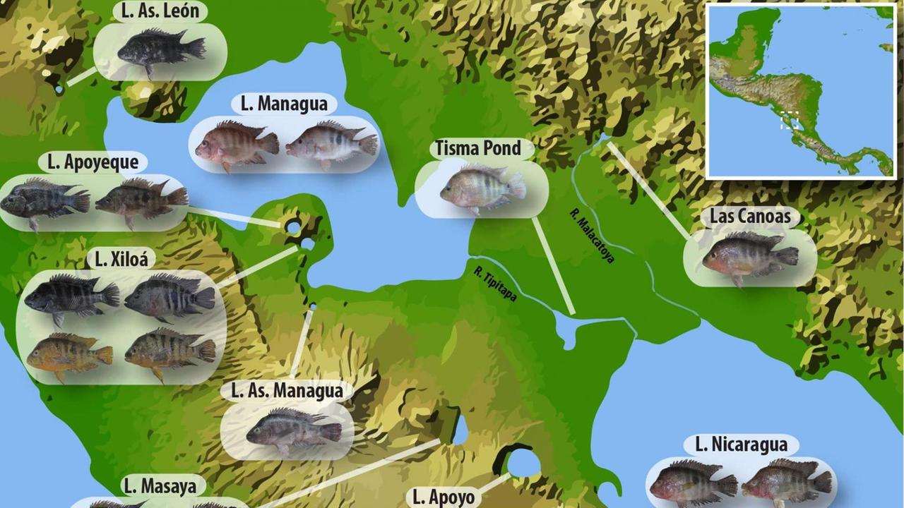 Die Karte zeigt die geografische Verteilung und morphologische Vielfalt der verschiedenen Midas-Buntbarscharten und Ökotypen, die den Nicaragua- und Managuasee sowie verschiedene Kraterseen bewohnen. Die Karte zeigt die geografische Verteilung und morphologische Vielfalt der verschiedenen Midas-Buntbarscharten und Ökotypen, die den Nicaragua- und Managuasee sowie verschiedene Kraterseen bewohnen.