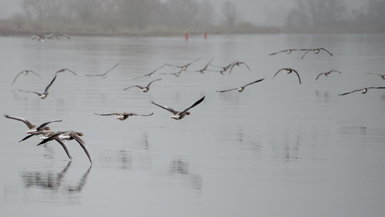 Gänse fliegen nahe Neu Darchau (Niedersachsen) bei Nebel über die Elbe. Gänse fliegen nahe Neu Darchau (Niedersachsen) bei Nebel über die Elbe.