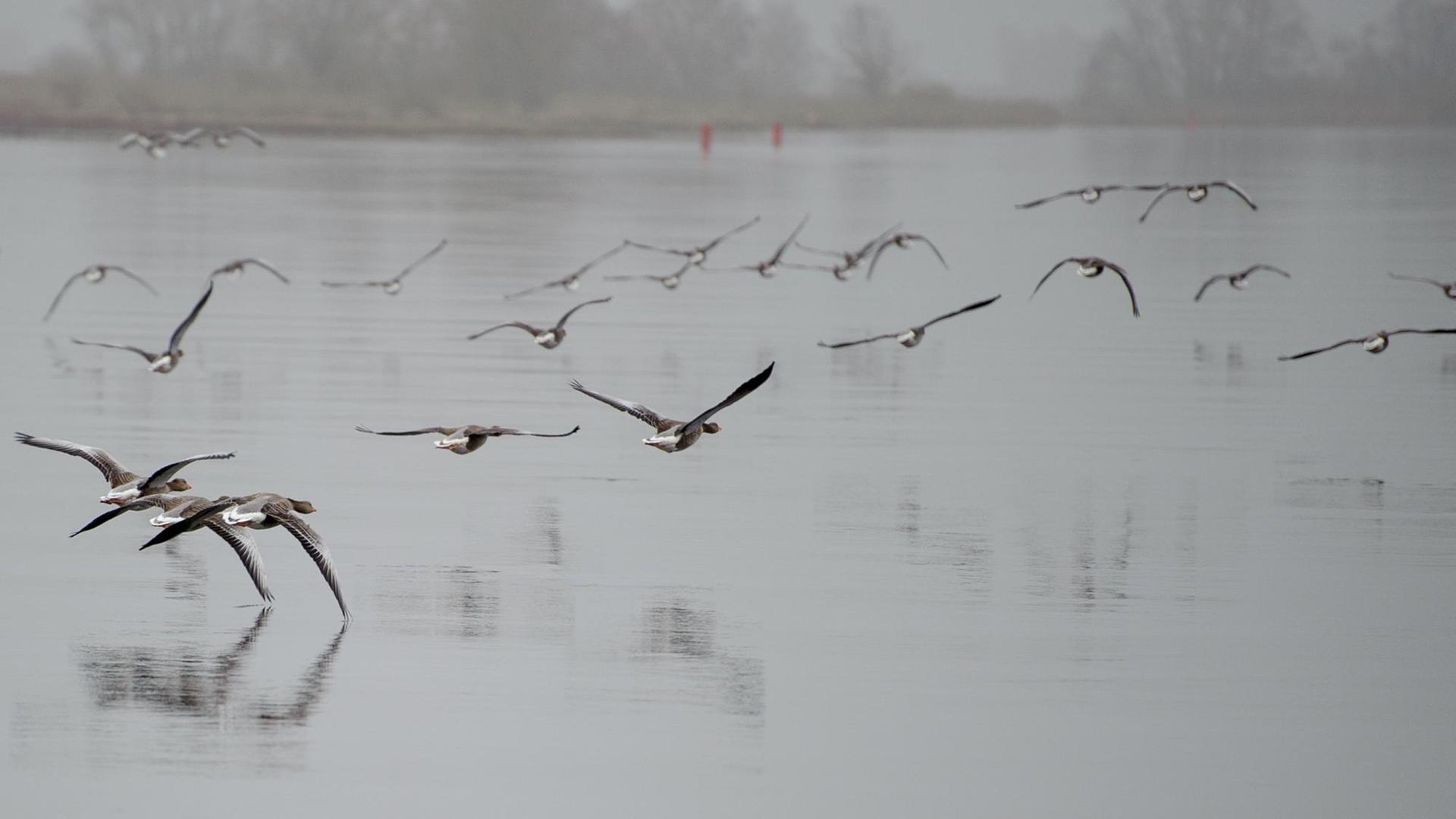 Gänse fliegen nahe Neu Darchau (Niedersachsen) bei Nebel über die Elbe. Gänse fliegen nahe Neu Darchau (Niedersachsen) bei Nebel über die Elbe.