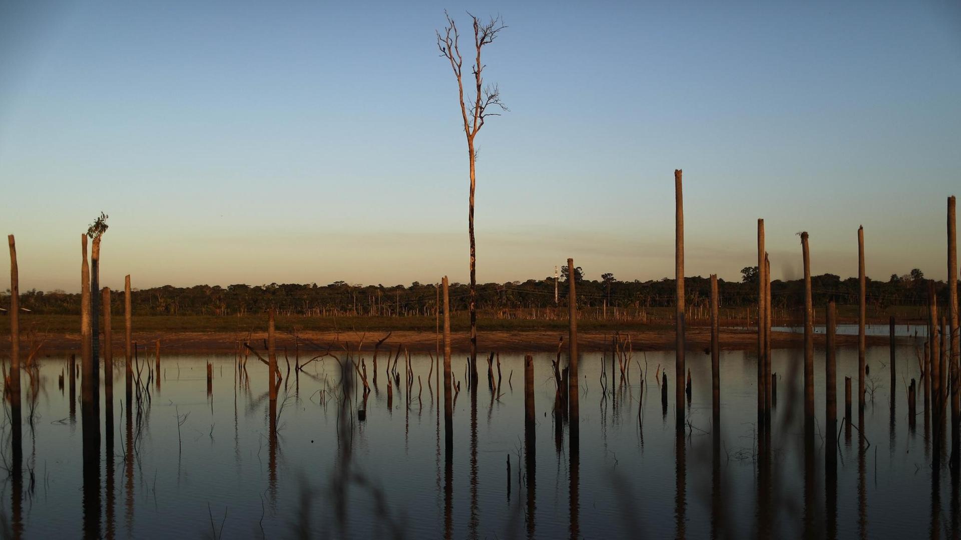 Tote Bäume stehen in einem abgeholzten Teil des Amazonas-Regenwaldes. Tote Bäume stehen in einem abgeholzten Teil des Amazonas-Regenwaldes.