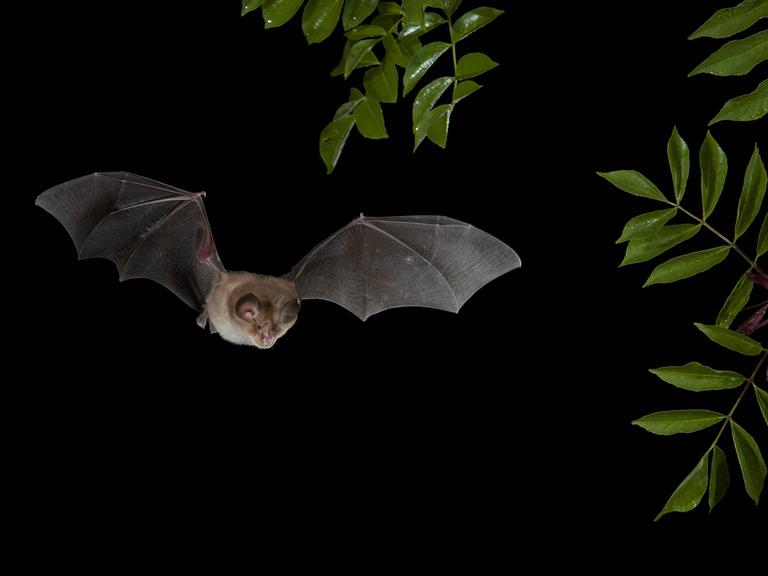 Eine Mittelmeer-Hufeisennase (Rhinolophus euryale) im Flug