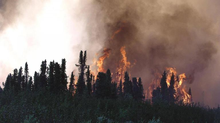 Waldbrand in Alaska
