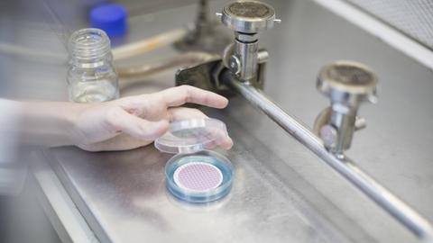 Eine Wissenschaftlerin stellt eine Petrischale ab