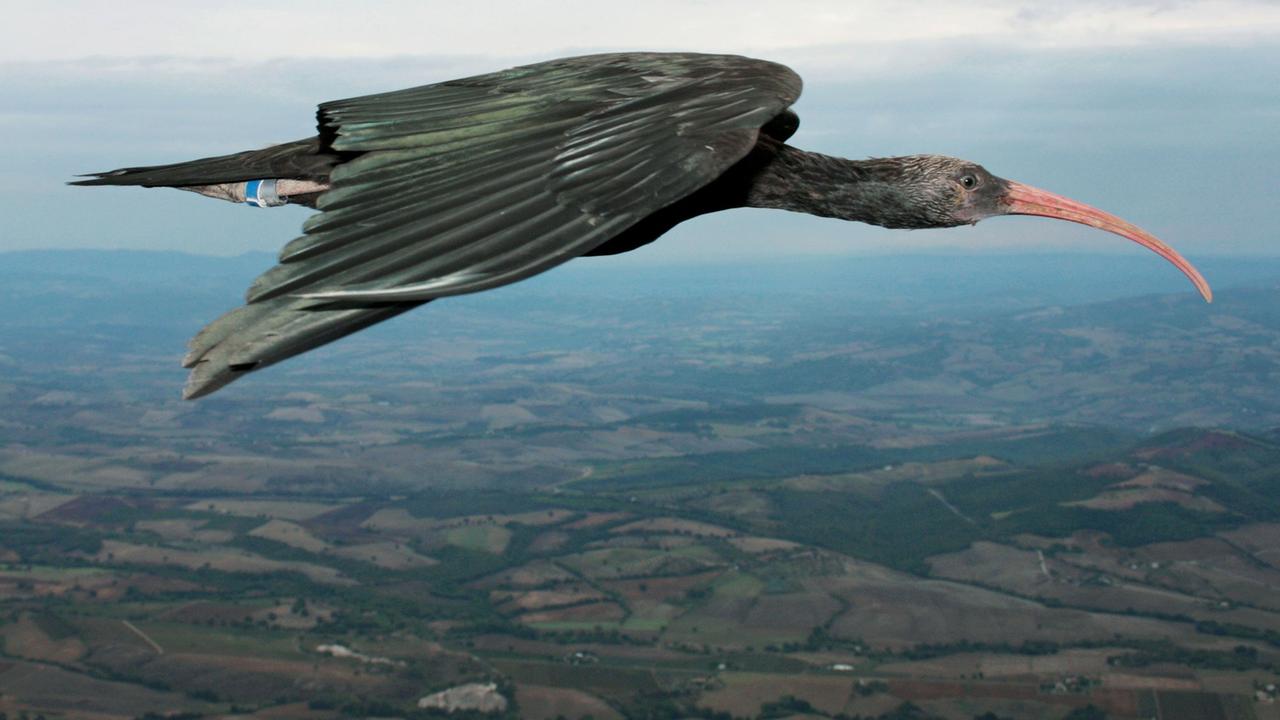 Ein Waldrapp aus der Unterfamilie der Ibisse (Geronticus eremita) fliegt über der Toskana in Italien. Zugvögel können beim Flug in V-Formation in ungeahnter Perfektion Energie sparen. Das habe die Analyse des Fluges von 14 Waldrappen ergeben.