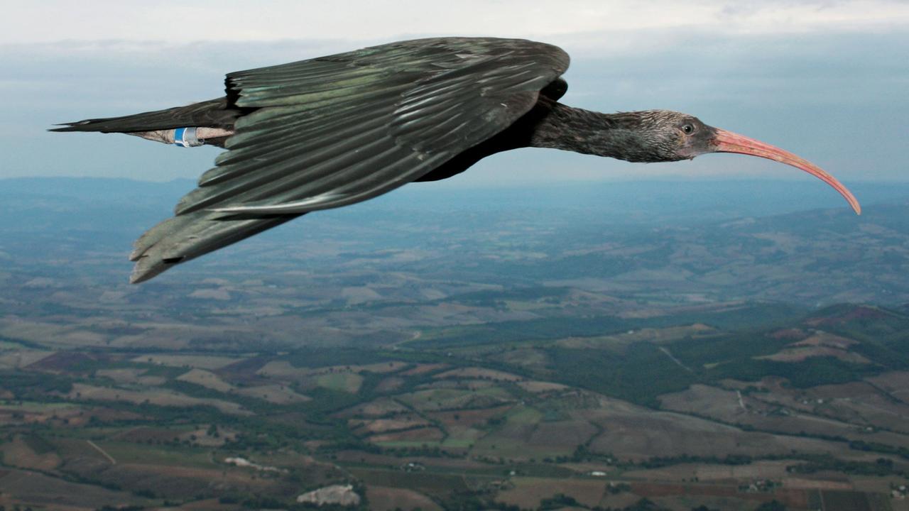 Ein Waldrapp aus der Unterfamilie der Ibisse (Geronticus eremita) fliegt über der Toskana in Italien. Zugvögel können beim Flug in V-Formation in ungeahnter Perfektion Energie sparen. Das habe die Analyse des Fluges von 14 Waldrappen ergeben. Ein Waldrapp aus der Unterfamilie der Ibisse (Geronticus eremita) fliegt über der Toskana in Italien. Zugvögel können beim Flug in V-Formation in ungeahnter Perfektion Energie sparen. Das habe die Analyse des Fluges von 14 Waldrappen ergeben.