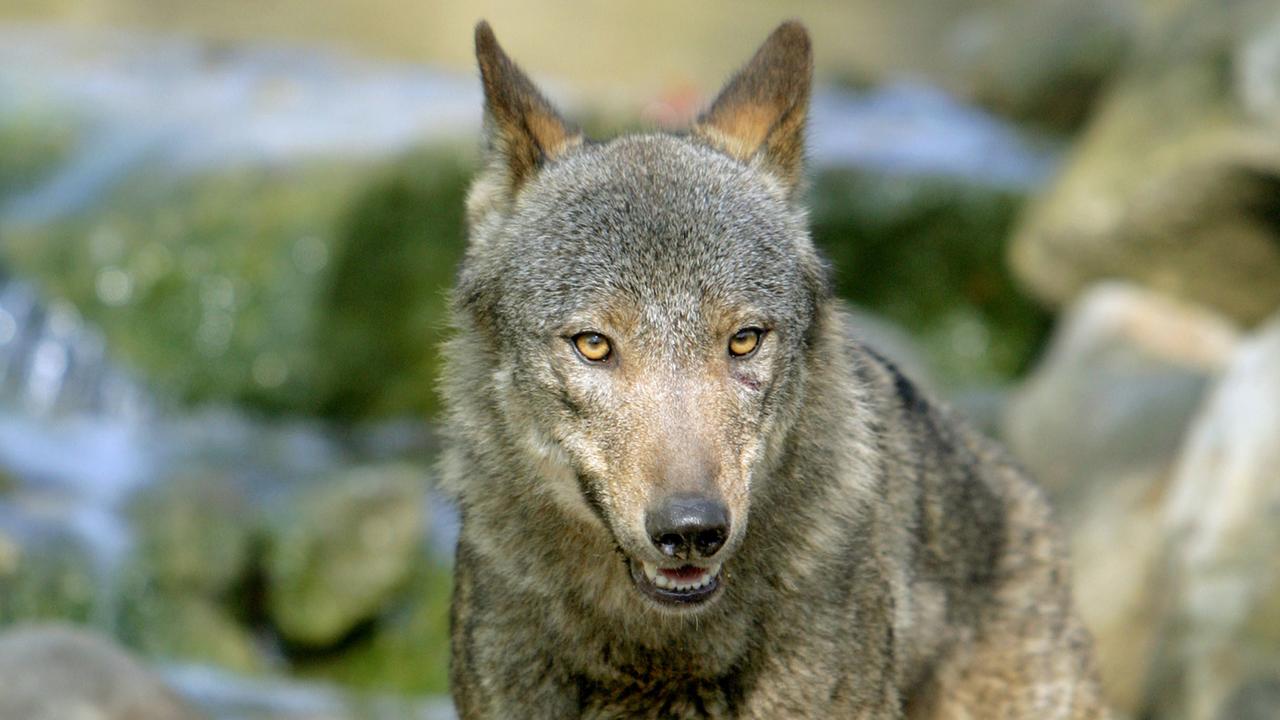 Ein iberischer Wolf im Allwetterzoo in Münster Ein iberischer Wolf im Allwetterzoo in Münster