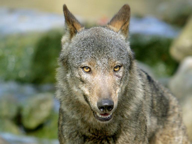 Ein iberischer Wolf im Allwetterzoo in Münster