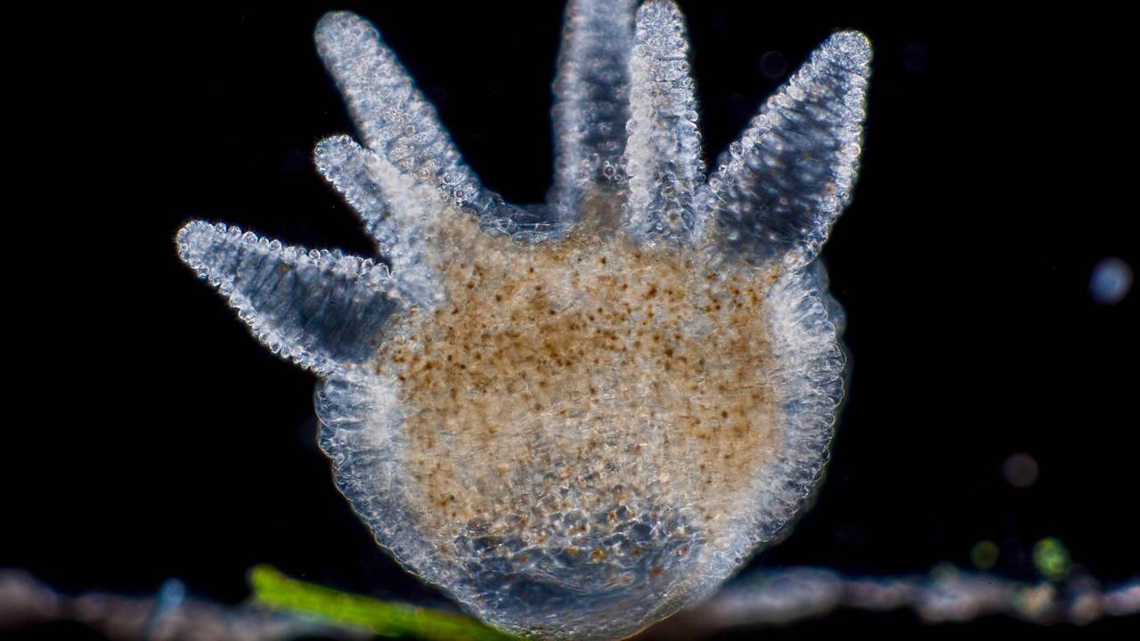 Braune Hydra, Brauner Süßwasserpolyp (Hydra vulgaris) (Dunkelfeldaufnahme) Braune Hydra, Brauner Süßwasserpolyp (Hydra vulgaris) (Dunkelfeldaufnahme)
