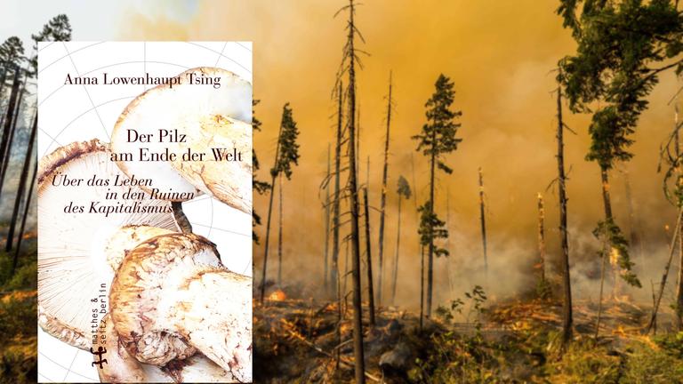 Anna Lowenhaupt Tsing: "Der Pilz am Ende der Welt" - Neues Leben auf