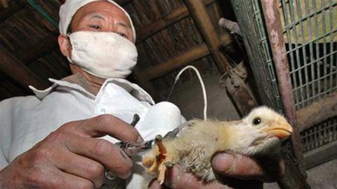 Vogelgrippe-Impfung