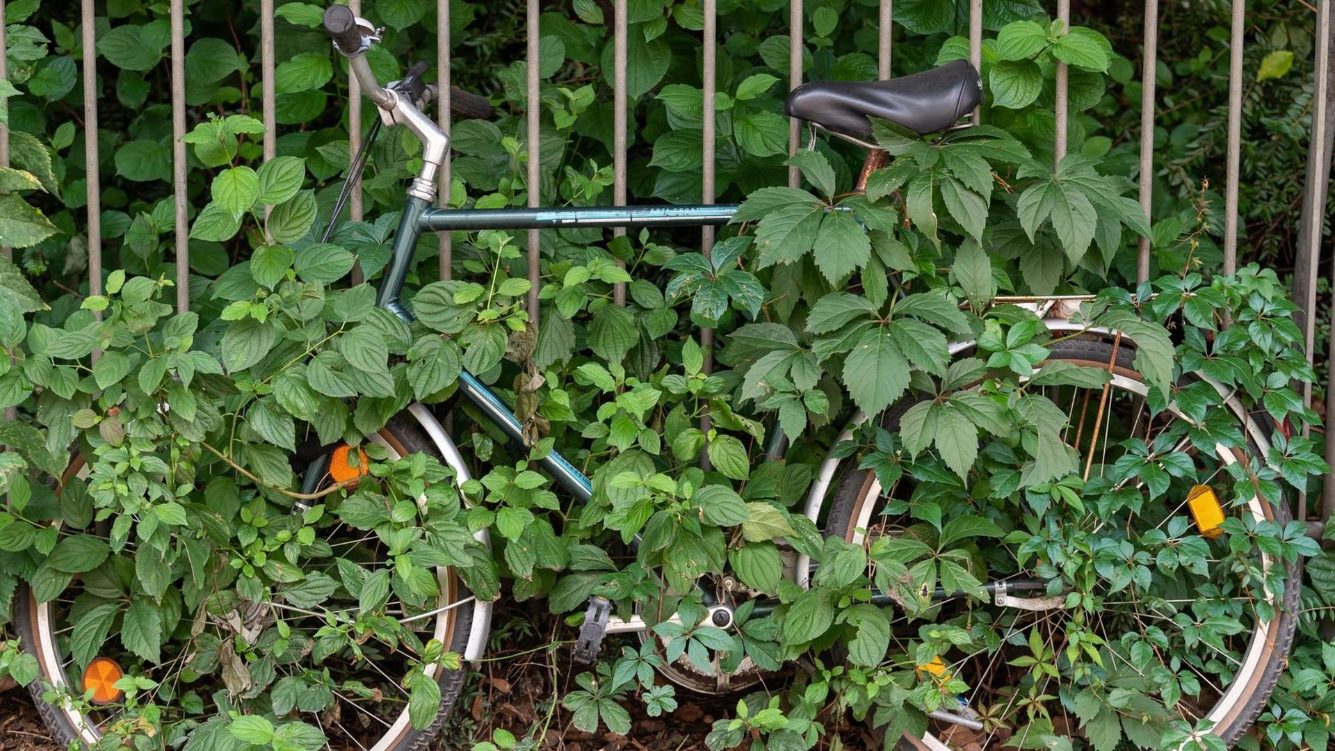 Ein von Pflanzen umranktes und eingewachsenes Fahrrad steht an einem Zaun angelehnt am Straßenrand Ein von Pflanzen umranktes und eingewachsenes Fahrrad steht an einem Zaun angelehnt am Straßenrand
