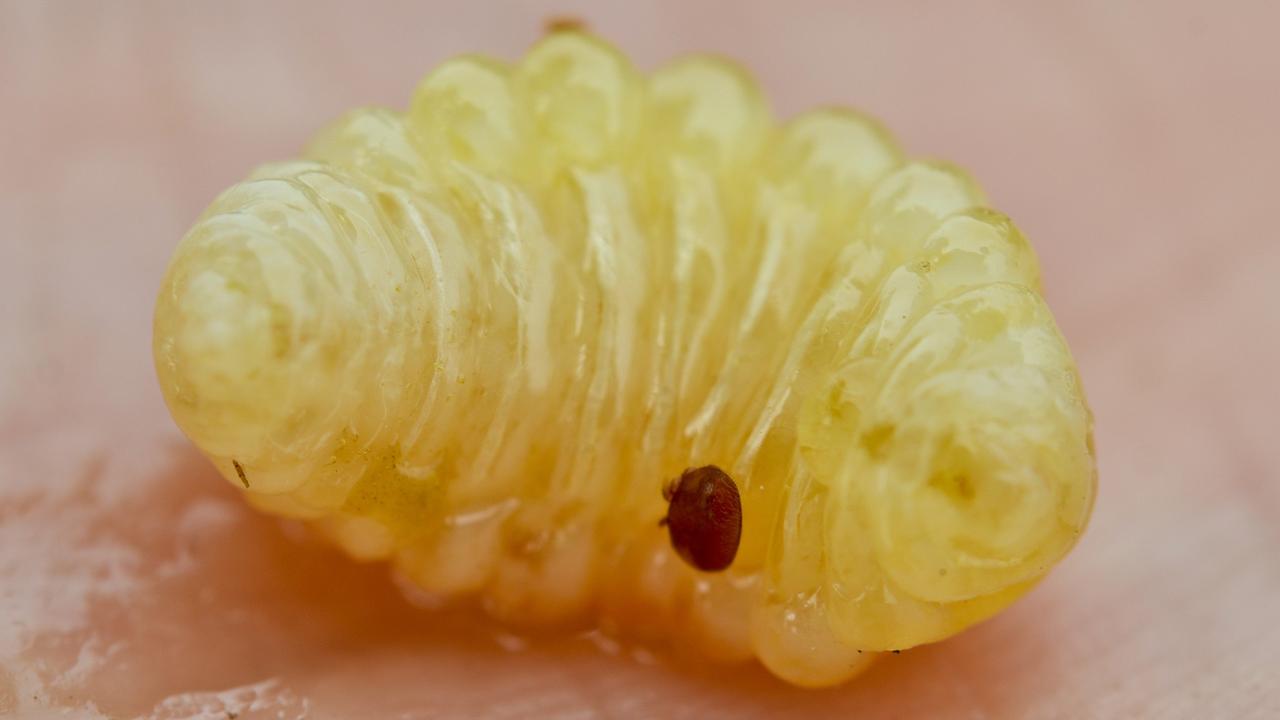 Eine Varroamilbe (kleiner, dunkler Punkt) auf einer Bienenlarve. 