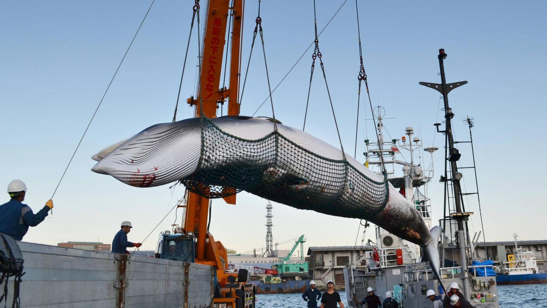 Ein japanisches Walfangschiff im Hafen von Kushiro Ein japanisches Walfangschiff im Hafen von Kushiro