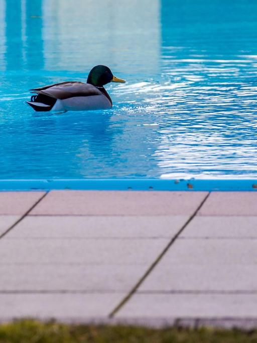 Zwei Enten schwimmen auf dem derzeit ungenutzten Außenpool einer weitläufigen Hotelanlage.