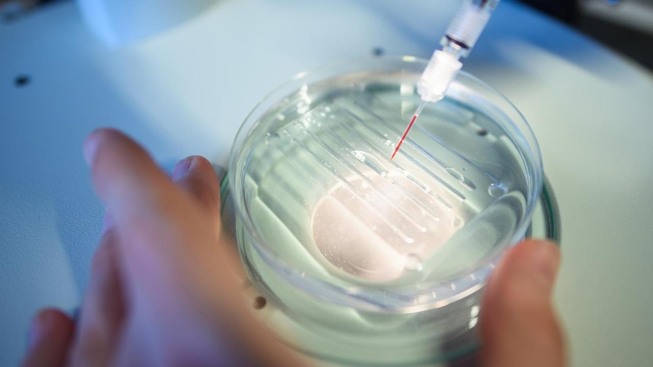 Eine wissenschaftliche Mitarbeiterin wendet das CRISPR/Cas9-Verfahrens in einem Labor des Max-Delbrück-Centrums für Molekulare Medizin an. Eine wissenschaftliche Mitarbeiterin wendet das CRISPR/Cas9-Verfahrens in einem Labor des Max-Delbrück-Centrums für Molekulare Medizin an.