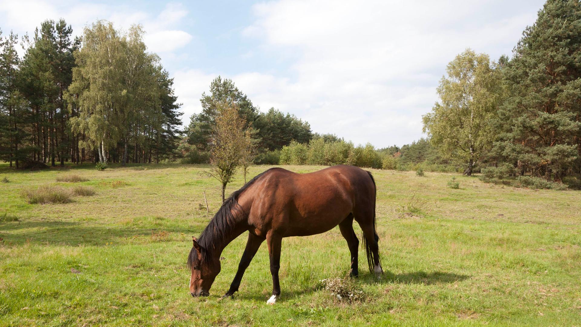 Sennepferde grasen auf einer Weide bei Hoevelhof Sennepferde grasen auf einer Weide bei Hoevelhof