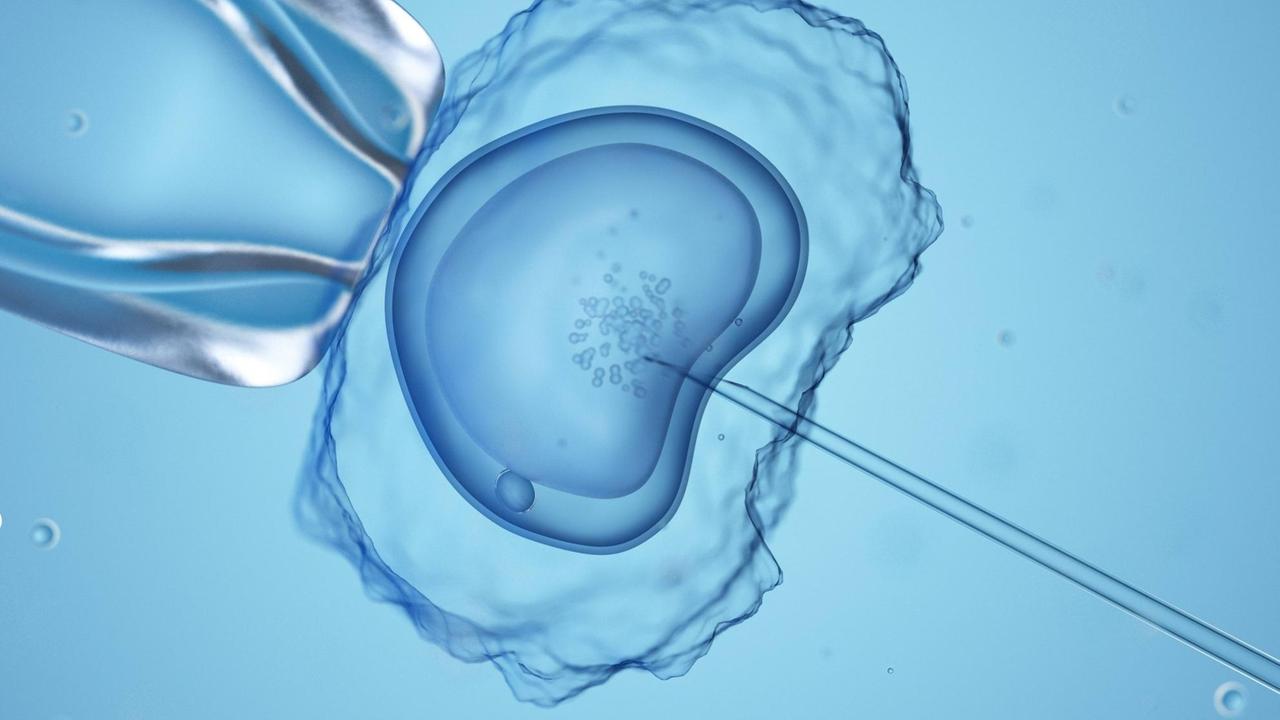 Neue Forschung am frühen Embryo - 14 Tage Menschenleben