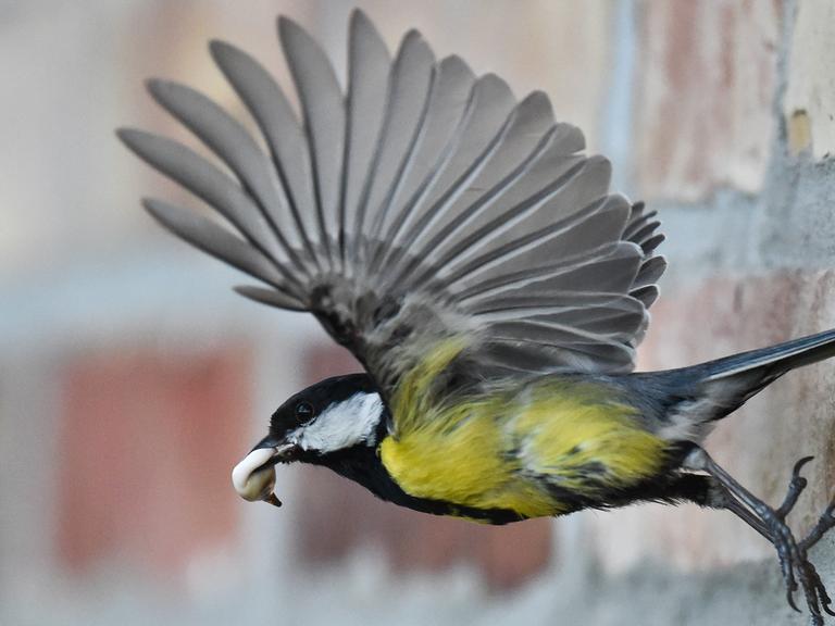 Den Schnabel voller Kot vom Nachwuchs fliegt eine Kohlmeise (Parus major) am 08.05.2014 aus einer Maueröffnung in Petersdorf im Landkreis Oder-Spree (Brandenburg).