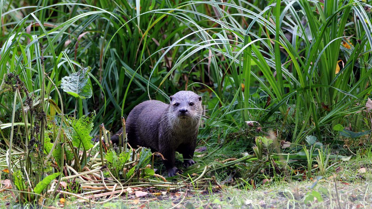 Ein Otter, der im ehemaligen Grenzgebiet von Sachsen-Anhalt und Niedersachsen sein Revier hat. Ein Otter, der im ehemaligen Grenzgebiet von Sachsen-Anhalt und Niedersachsen sein Revier hat.