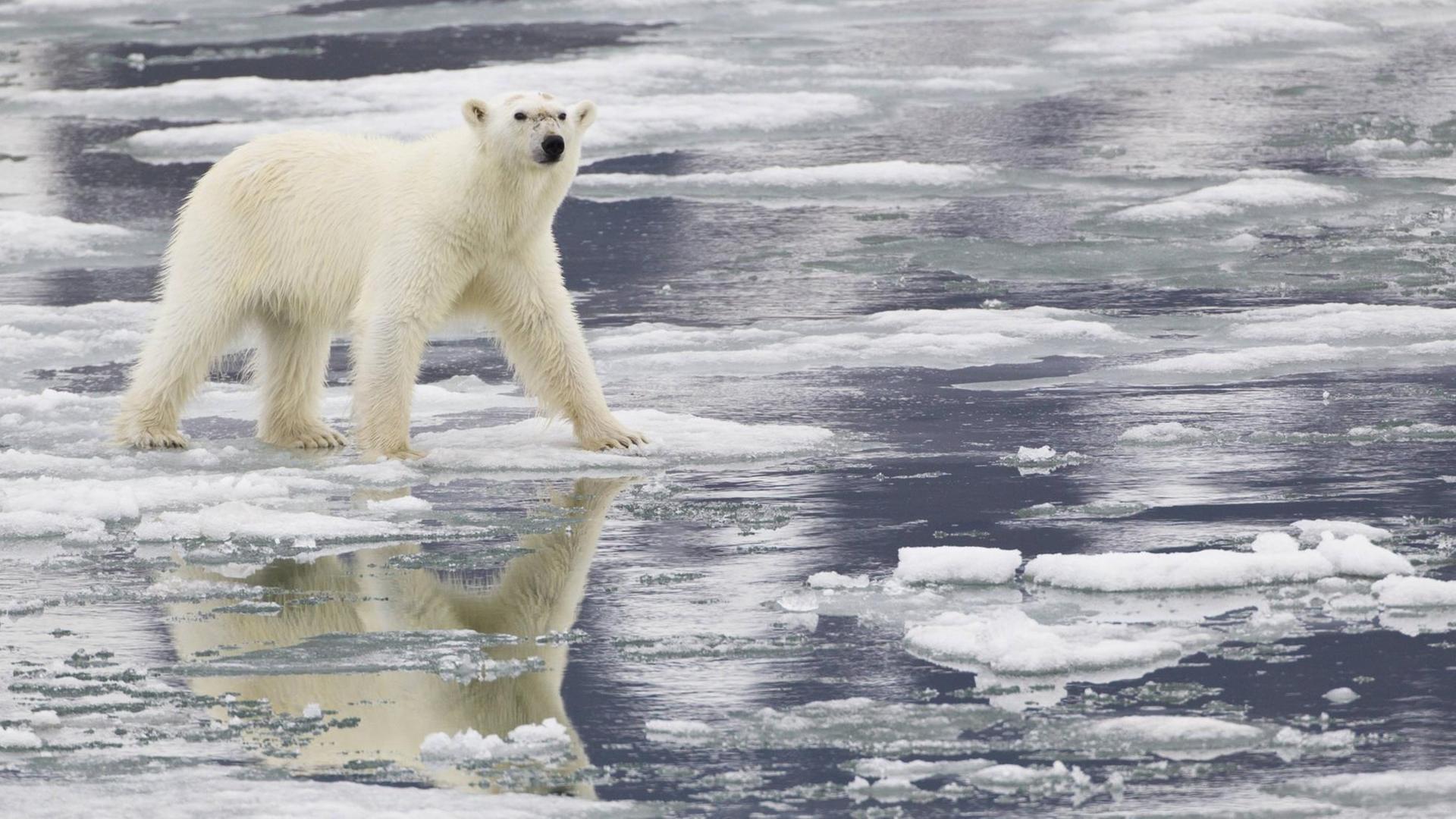 Ein Eisbär auf zugefrorenem Wasser. Ein Eisbär auf zugefrorenem Wasser.