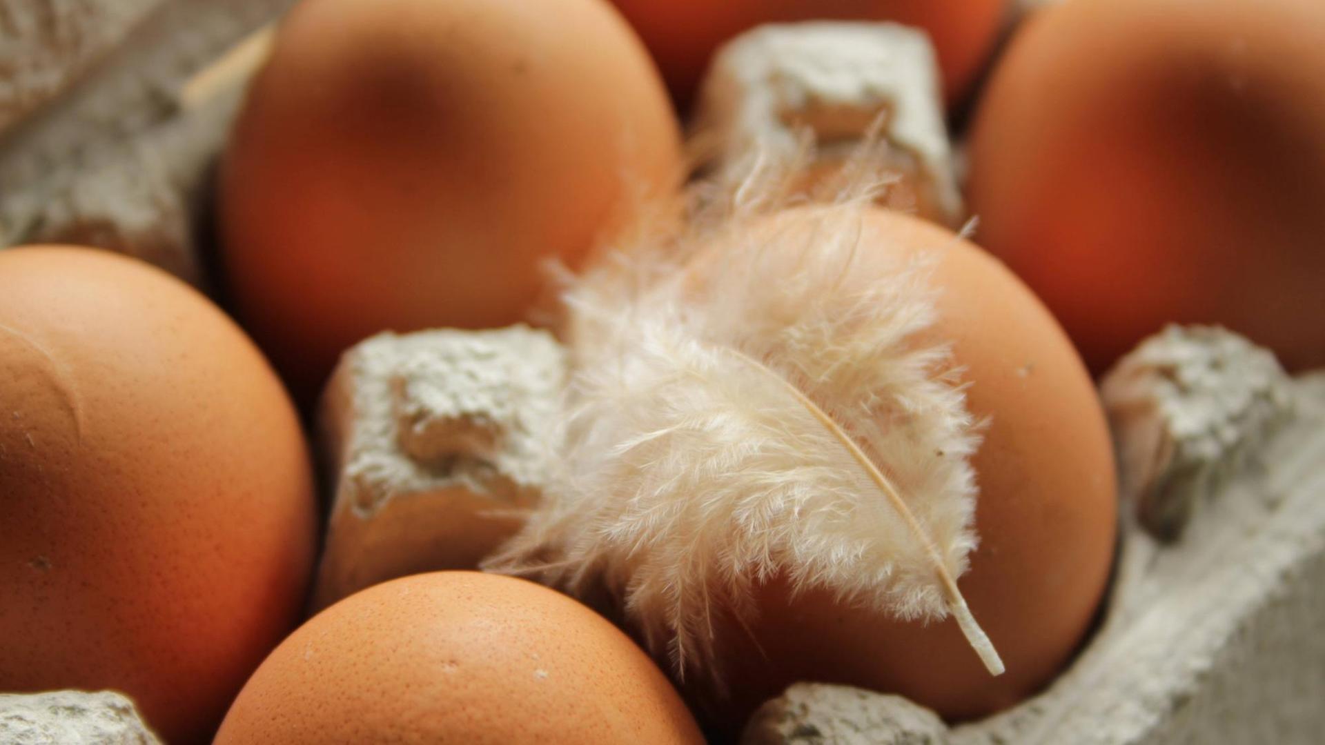 Mit UV-Licht lässt sich der Vitamin-D-Gehalt von Eiern erhöhen