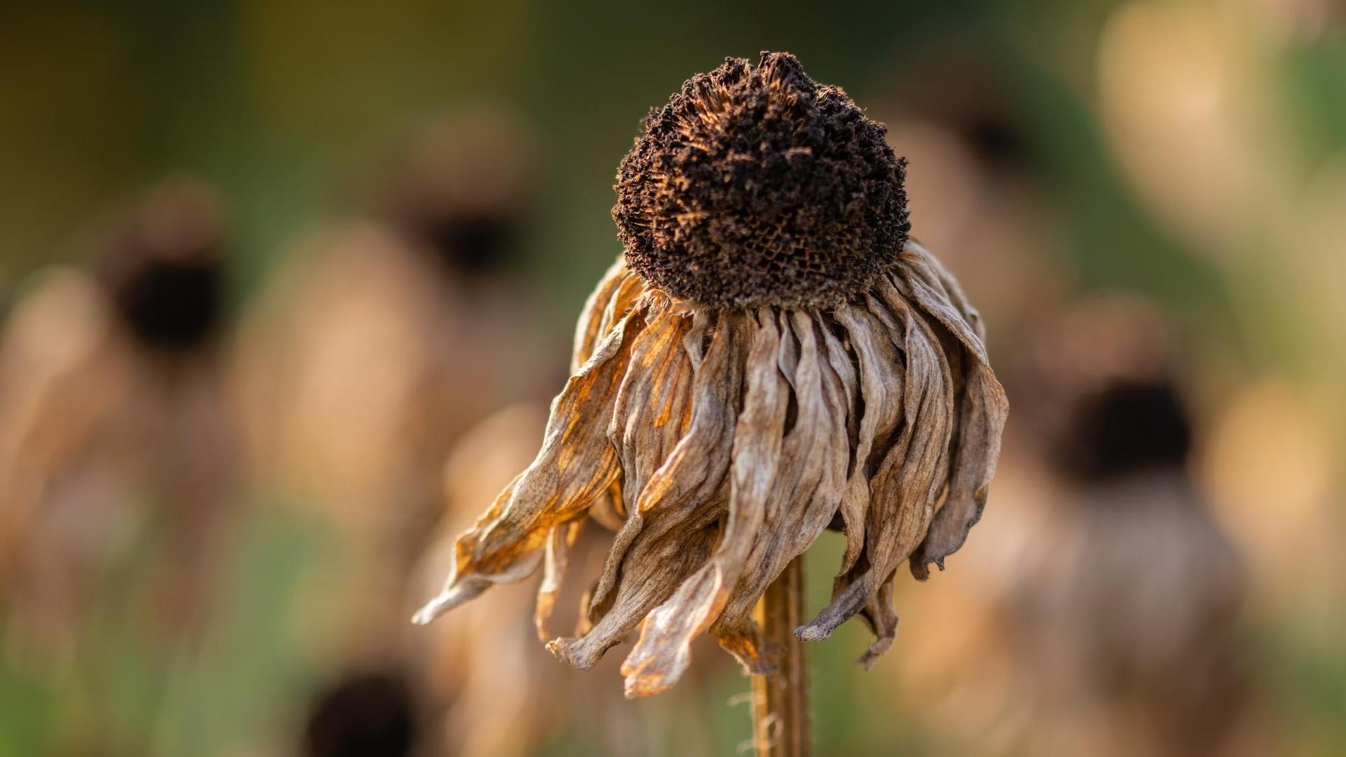 Eine vertrocknete Sonnenblume vor verschwommenem Hintergrund Eine vertrocknete Sonnenblume vor verschwommenem Hintergrund