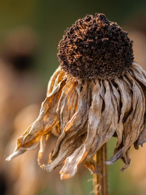 Eine vertrocknete Sonnenblume vor verschwommenem Hintergrund