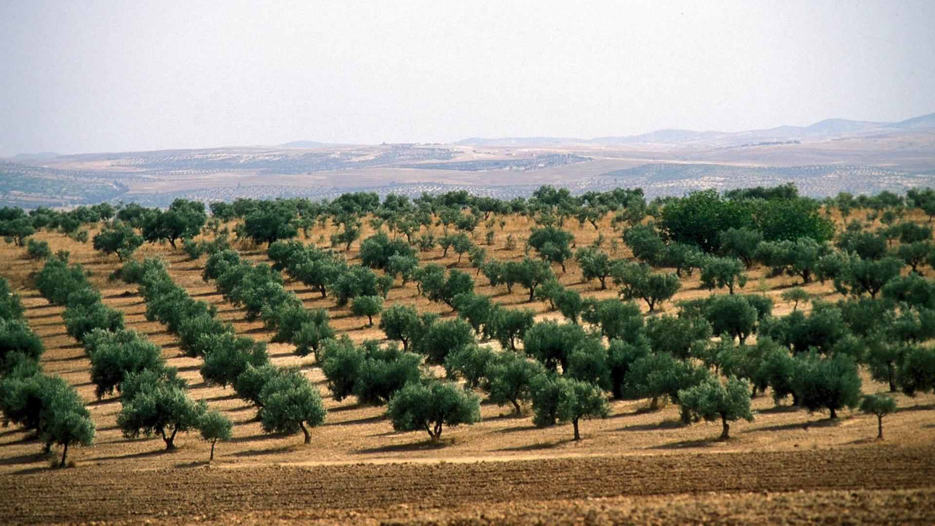 Eine Olivenplantage Eine Olivenplantage