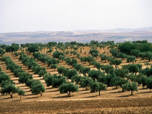 Eine Olivenplantage