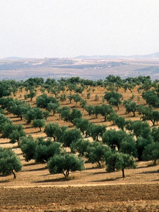 Eine Olivenplantage