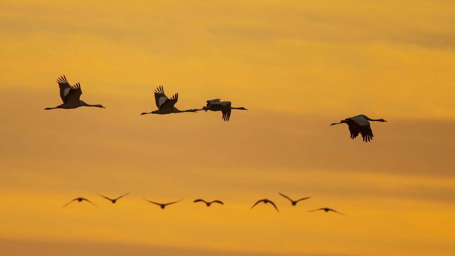 Eine Gruppe von Kranichen, fliegend vor einem Abendhimmel Eine Gruppe von Kranichen, fliegend vor einem Abendhimmel