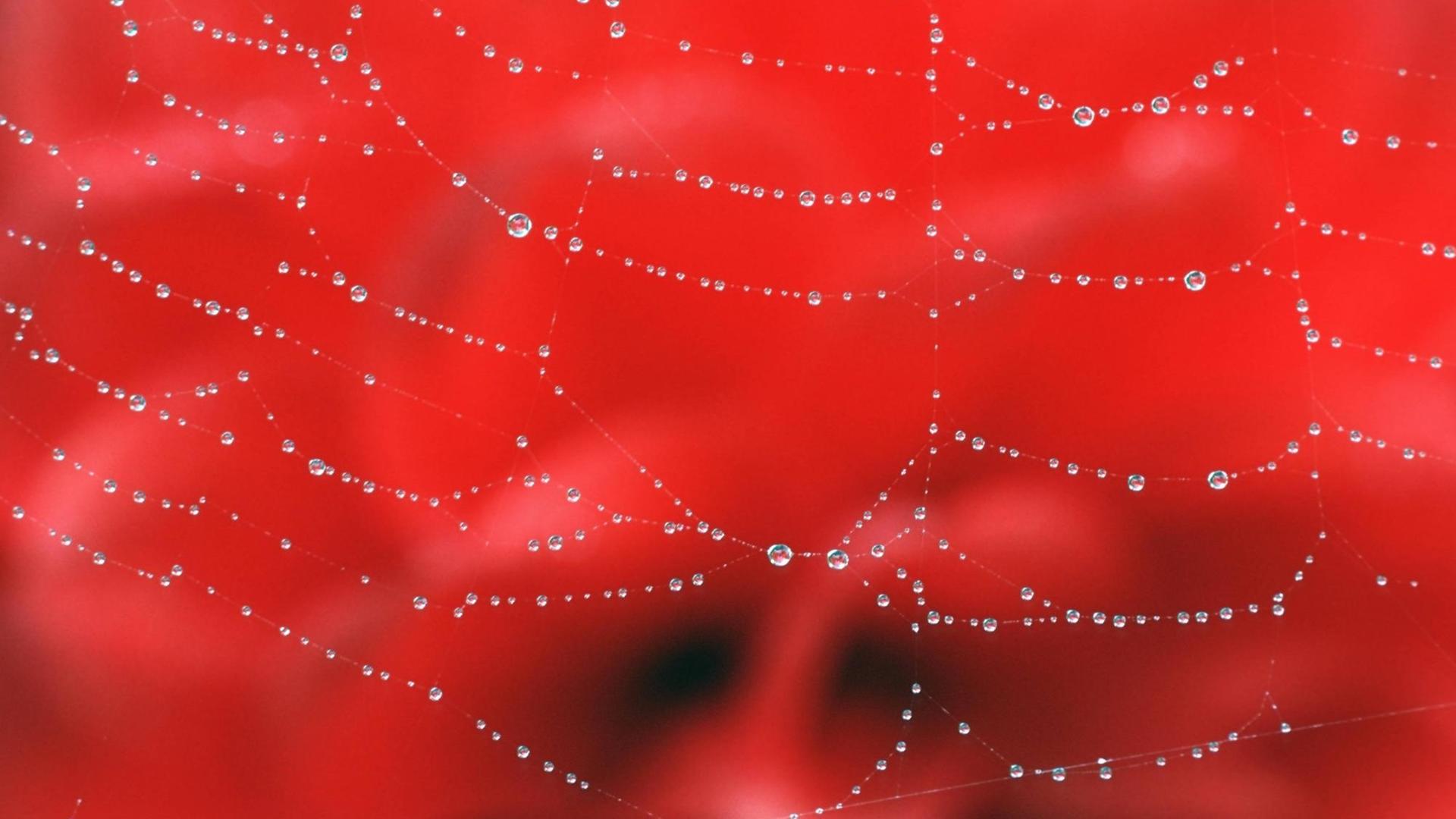 Im Netz einer Kreuzspinne haben sich Wassertropfen gefangen
