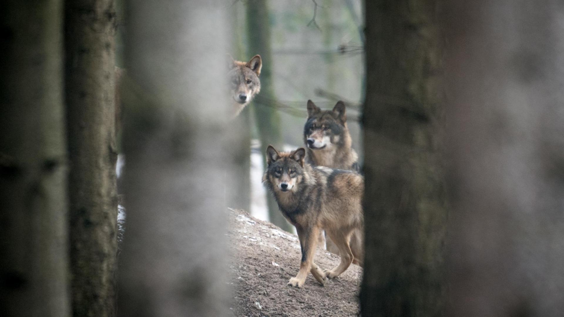 Drei Wölfe (Canis Lupus Lupus), aufgenommen am 18.01.2017 in einem Gehege des Biotopwildpark Anholter Schweiz in Isselburg (Nordrhein-Westfalen). Drei Wölfe (Canis Lupus Lupus), aufgenommen am 18.01.2017 in einem Gehege des Biotopwildpark Anholter Schweiz in Isselburg (Nordrhein-Westfalen).