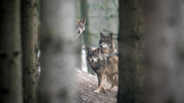 Wölfe stehen im Wald hinter Bäumen 