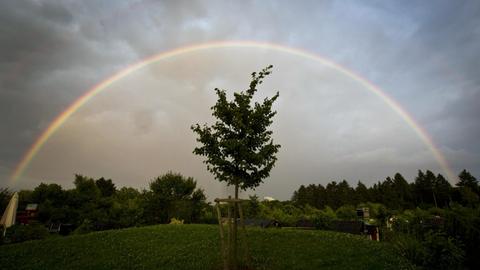 Ein Regenbogen spannt sich über einen kleinen Baum.