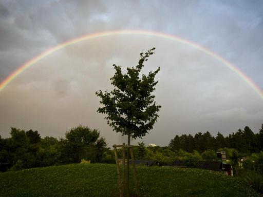 Ein Regenbogen spannt sich über einen kleinen Baum.