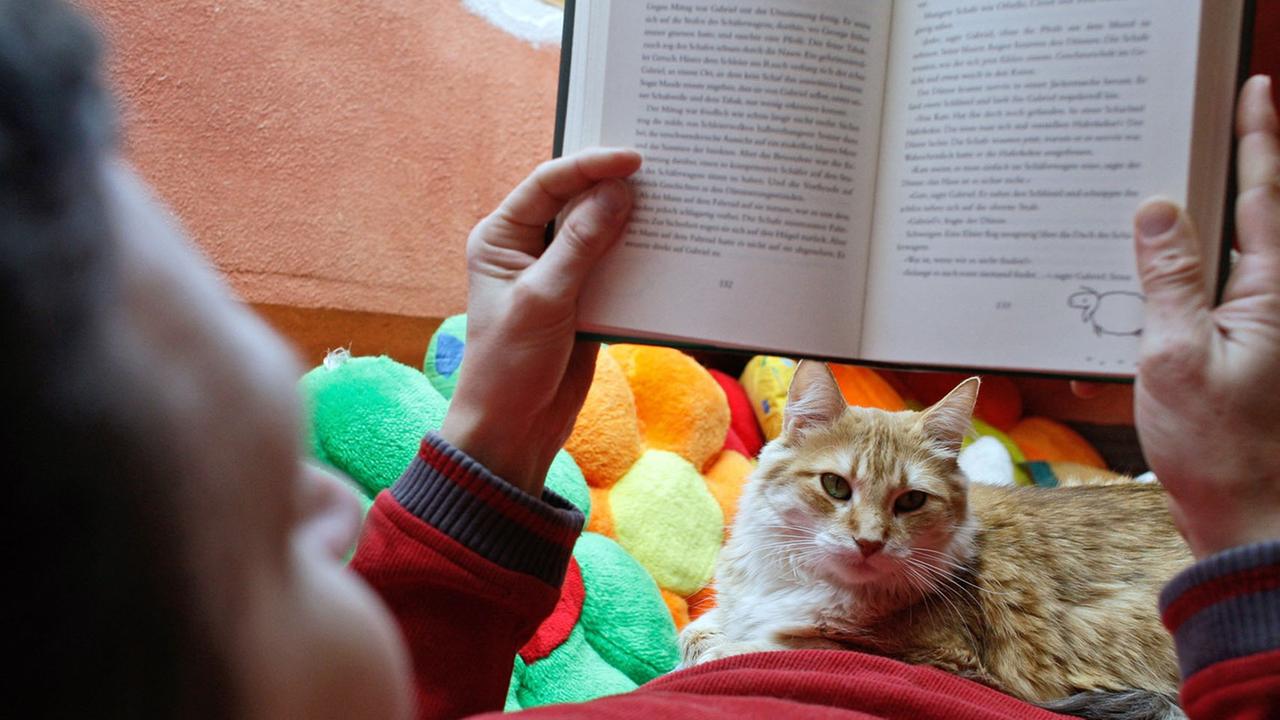 Katzenhaltung in der Wohnung Katzenhaltung in der Wohnung