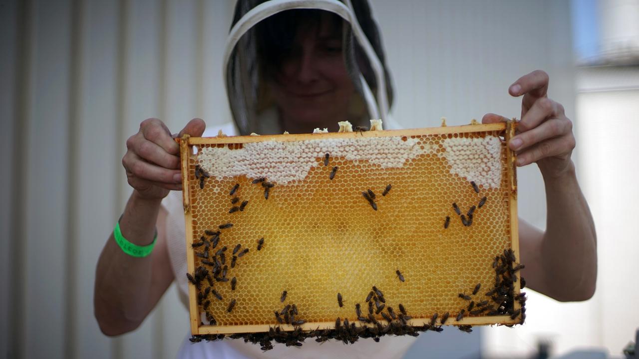 Die Imkerin Erika Mayr hält mit Schutzhelm Bienenwaben hoch Die Imkerin Erika Mayr hält mit Schutzhelm Bienenwaben hoch